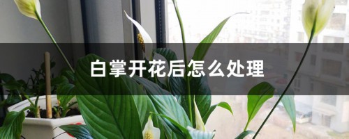 白掌开花后怎么处理