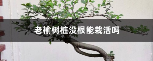 榆树如何养根，老榆树桩没根能栽活吗