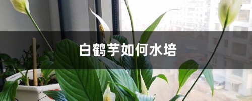 白鹤芋如何水培