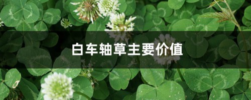 白车轴草主要价值