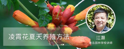 凌霄花夏天养殖方法