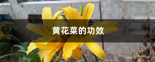 黄花菜的功效和禁忌