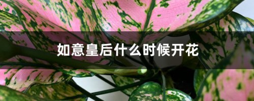 如意皇后什么时候开花