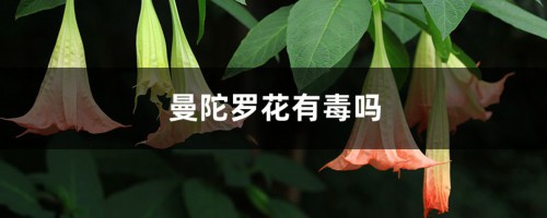 曼陀罗花有毒吗，功效与作用介绍