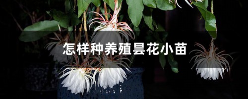 怎样种养殖昙花小苗，小苗种植多久可以施肥