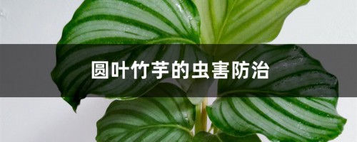 圆叶竹芋的虫害防治