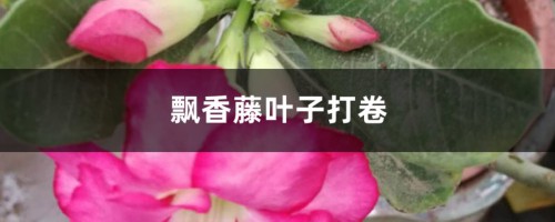 飘香藤叶子打卷这么办