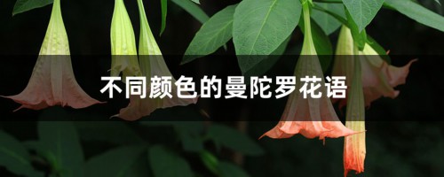 不同颜色的曼陀罗花语