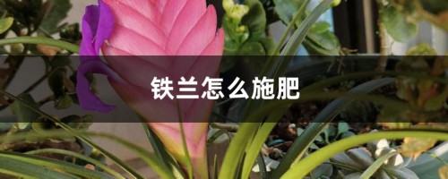 铁兰怎么施肥？