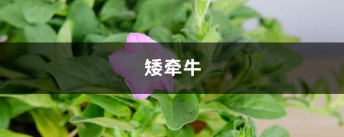 矮牵牛视频：1粒小花种就种出一大盆牵牛花